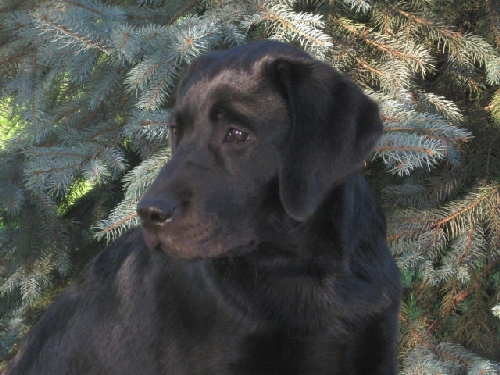 Lluvia Labrador Retriever