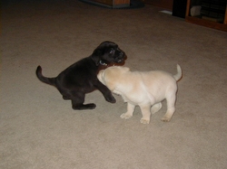 Rain Labrador Retriever