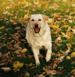 Labrador Retriever